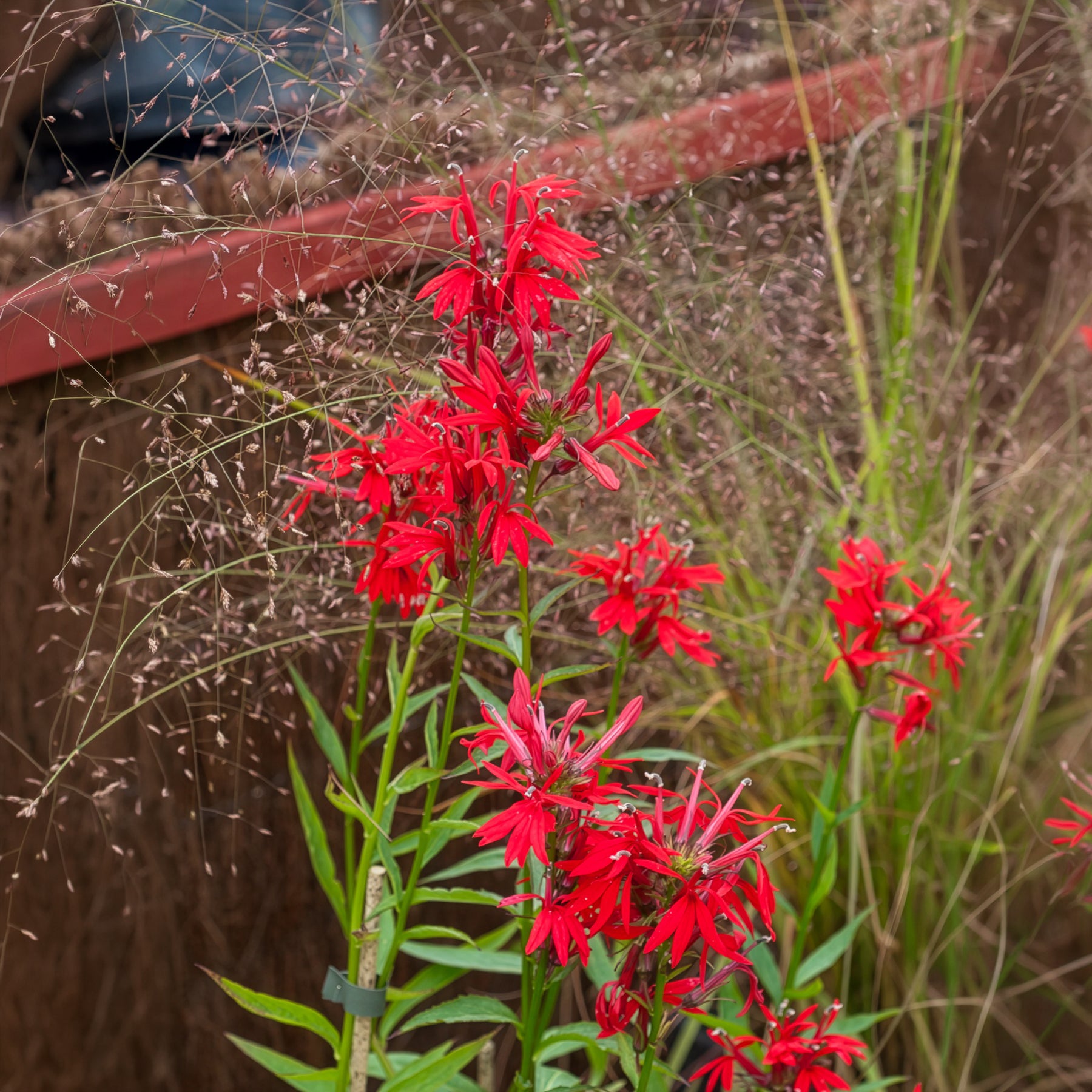 Lobelia cardinalis - Lobélie cardinale - Toutes les plantes de bassin