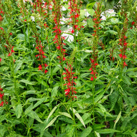 Toutes les plantes de bassin - Lobélie cardinale - Lobelia cardinalis