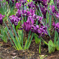 25 Iris Fraternal Twins en mélange - Iris Blue Hill, Iris Purple Hill - Bakker