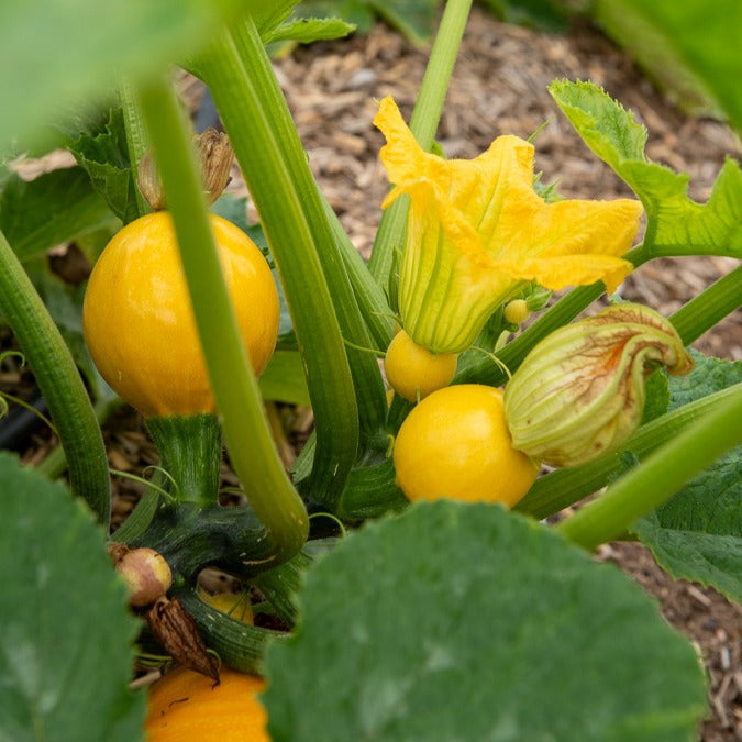 Cucurbita pepo - Courgette Sun Ball F1 - Graines de courgettes