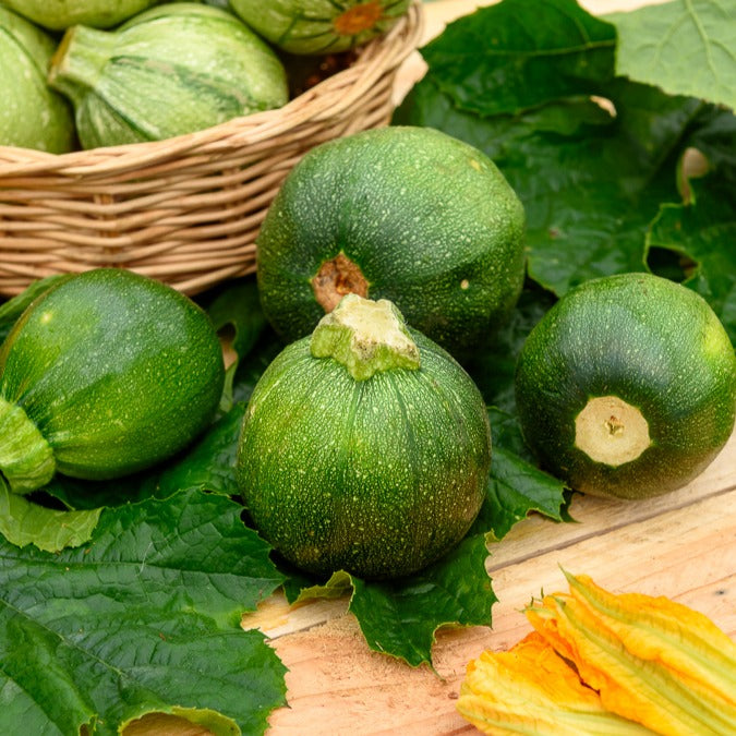 Cucurbita pepo - Courgette Eight Ball F1 - Graines de courgettes