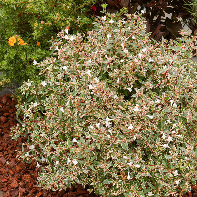 Abélia à grandes fleurs Confetti - Abelia grandiflora Confetti - Bakker
