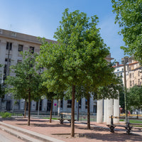 Acer monspessulanum - Erable de Montpellier - 