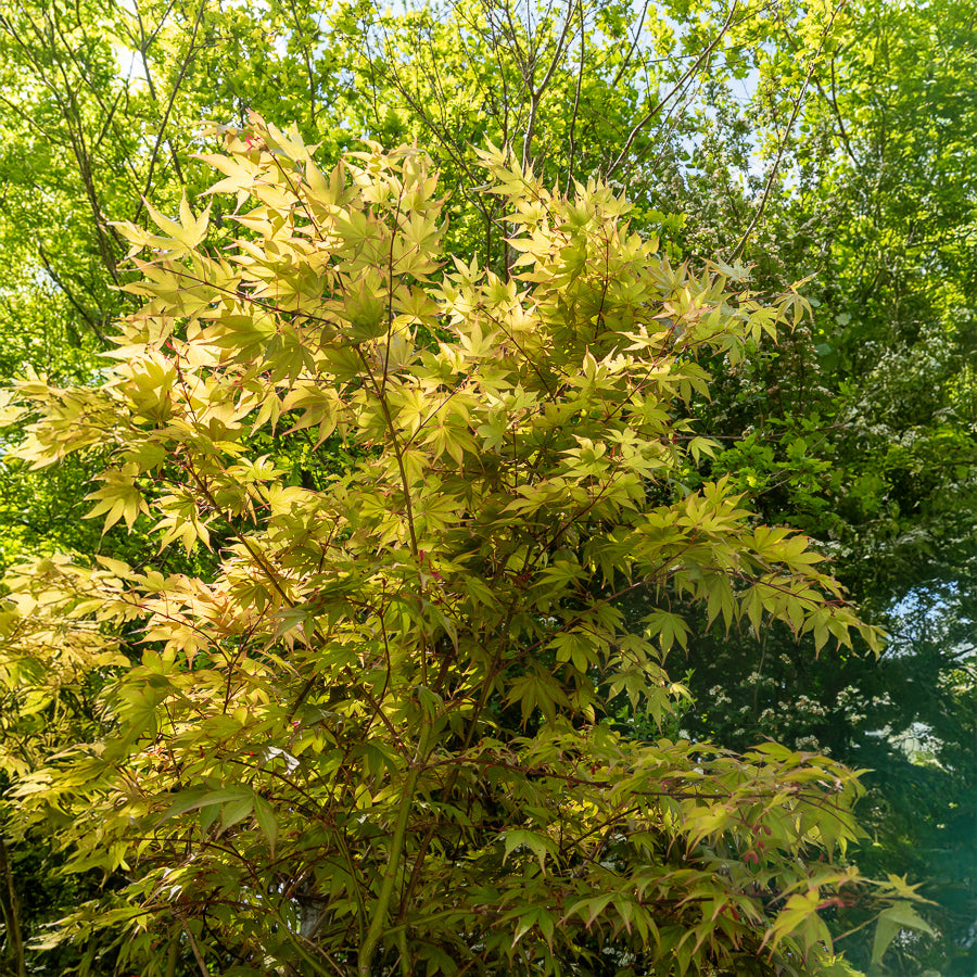 Acer palmatum Osakazuki - Erable du Japon Osakazuki - Érable du Japon