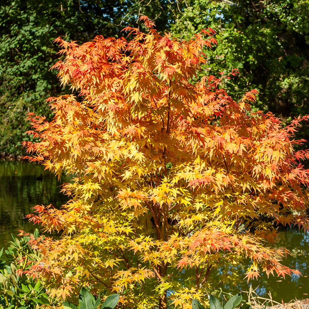 Acer palmatum Sangokaku - Erable du Japon Sango-kaku - Érable du Japon