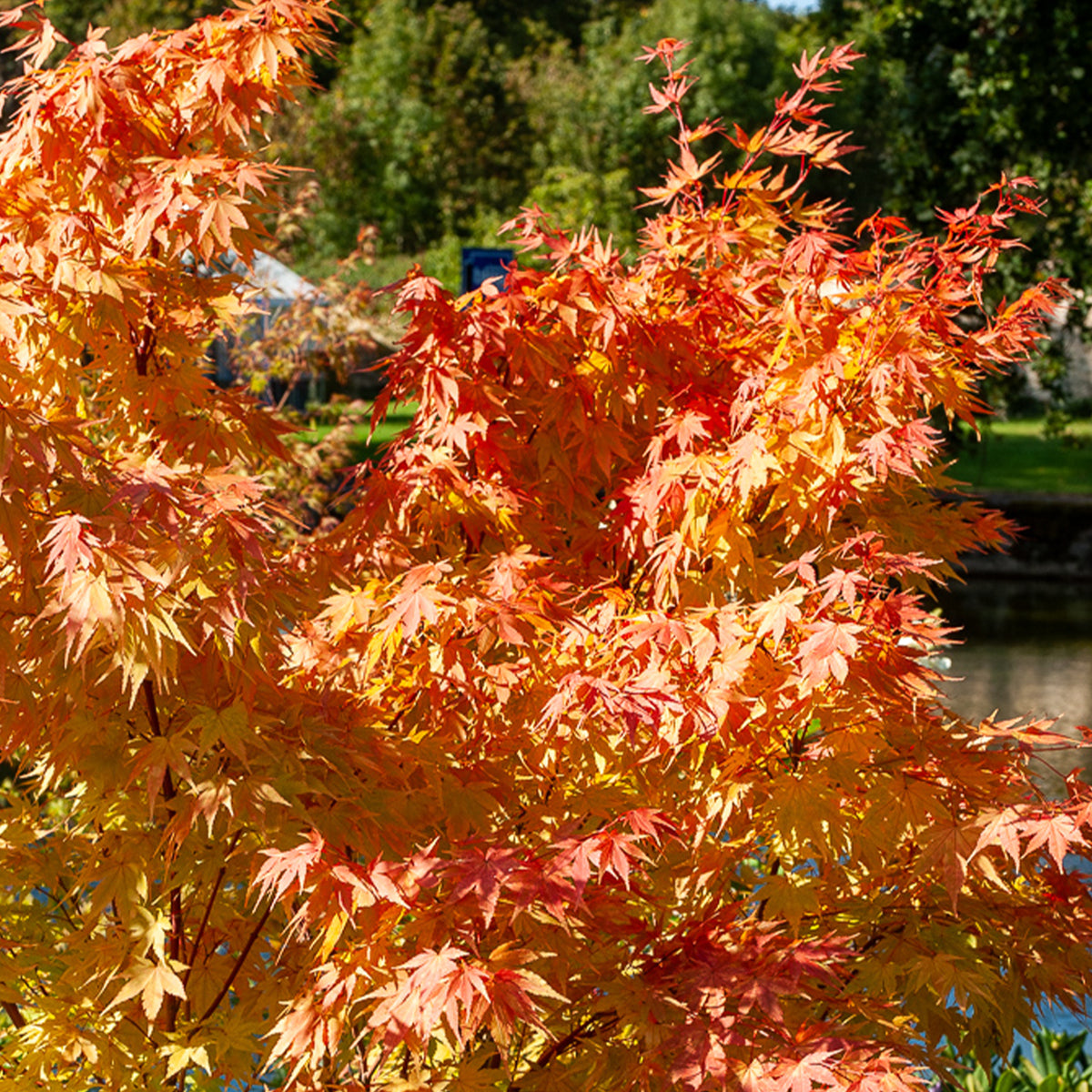 Erable du Japon Sango-kaku - Acer palmatum Sangokaku - Bakker