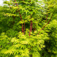 Vente Erable du Japon Sango-kaku - Acer palmatum Sangokaku