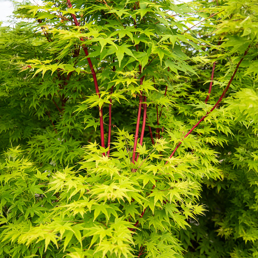 Vente Erable du Japon Sango-kaku - Acer palmatum Sangokaku