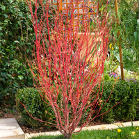 Érable du Japon - Erable du Japon Sango-kaku - Acer palmatum Sangokaku