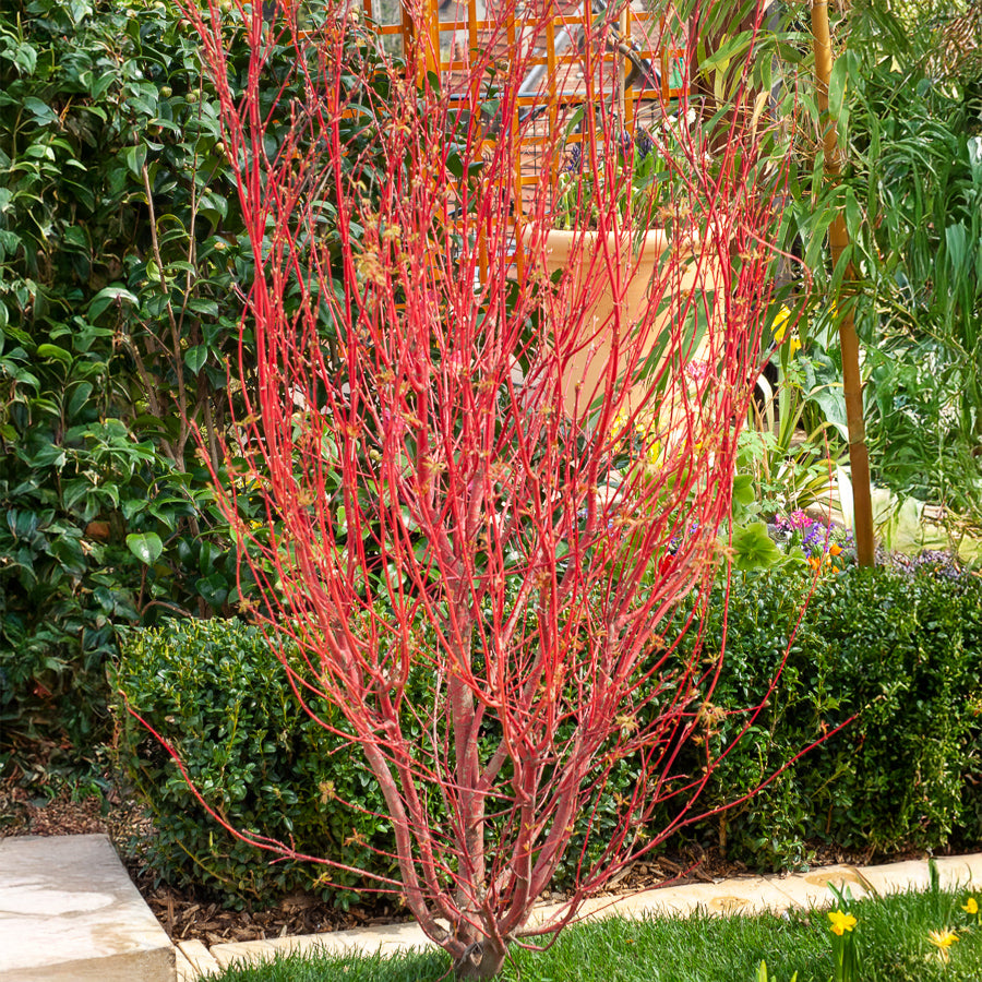 Érable du Japon - Erable du Japon Sango-kaku - Acer palmatum Sangokaku