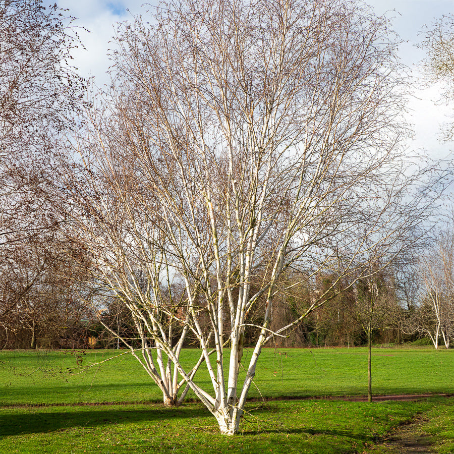 Betula utilis jaquemontii Doorenbos - Bouleau de l'Himalaya Doorenbos - Bouleau - Betula