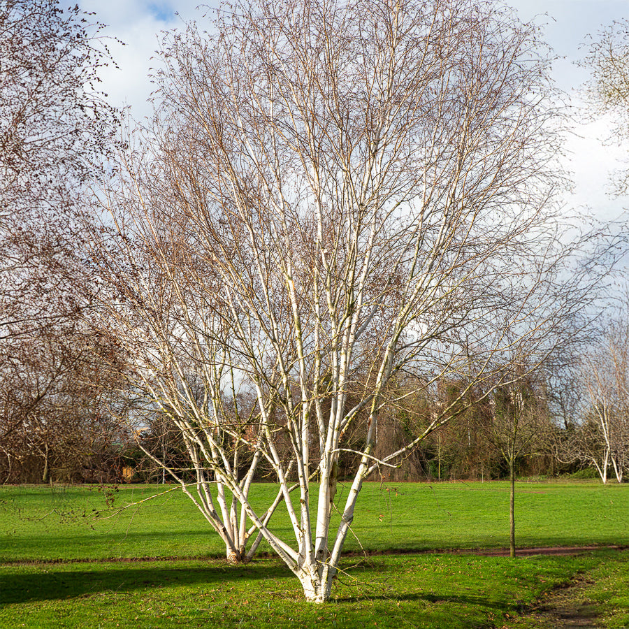 Betula utilis jaquemontii Doorenbos - Bouleau de l'Himalaya Doorenbos - Bouleau