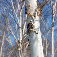 Bouleau de l'Himalaya Doorenbos - Betula utilis jaquemontii Doorenbos - Bakker