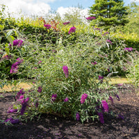 Arbre à papillons nains Nanho Purple - Buddleja davidii Nanho Purple - Bakker