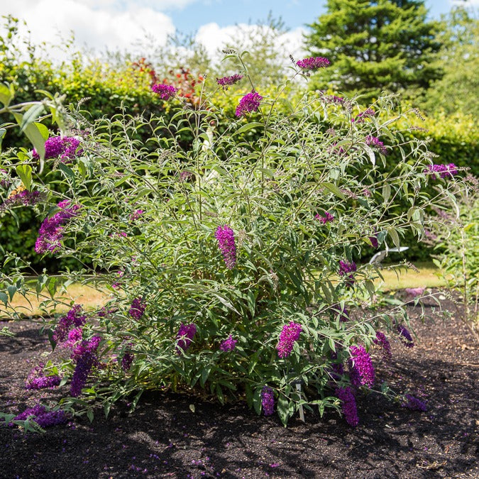Arbre à papillons nains Nanho Purple - Buddleja davidii Nanho Purple - Bakker