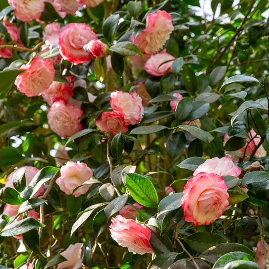 Camélia du Japon Nuccio's Pearl - Bakker