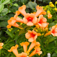 Bignone Indian summer® - Campsis tagliabuana Indian Summer ® - Bakker