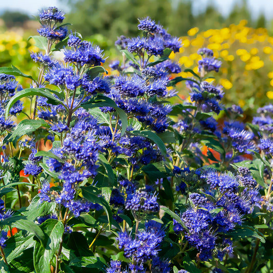 Caryopteris Grand Bleu® Inoveris - Bakker