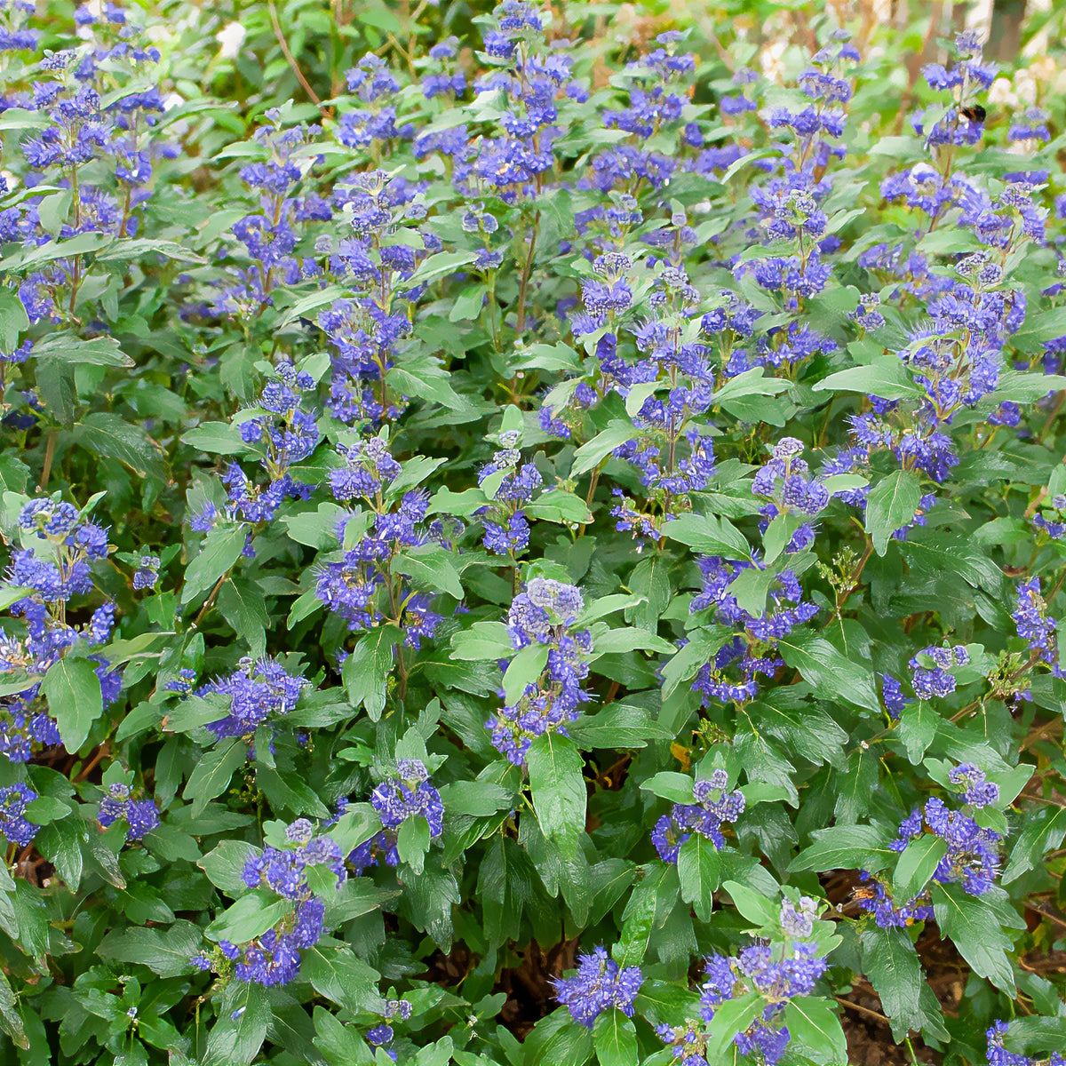 Caryopteris clandonensis Grand Bleu ® Inoveris - Caryopteris Grand Bleu® Inoveris - Caryopteris