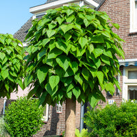 Catalpa Boule - Catalpa bignonioides Nana - Bakker