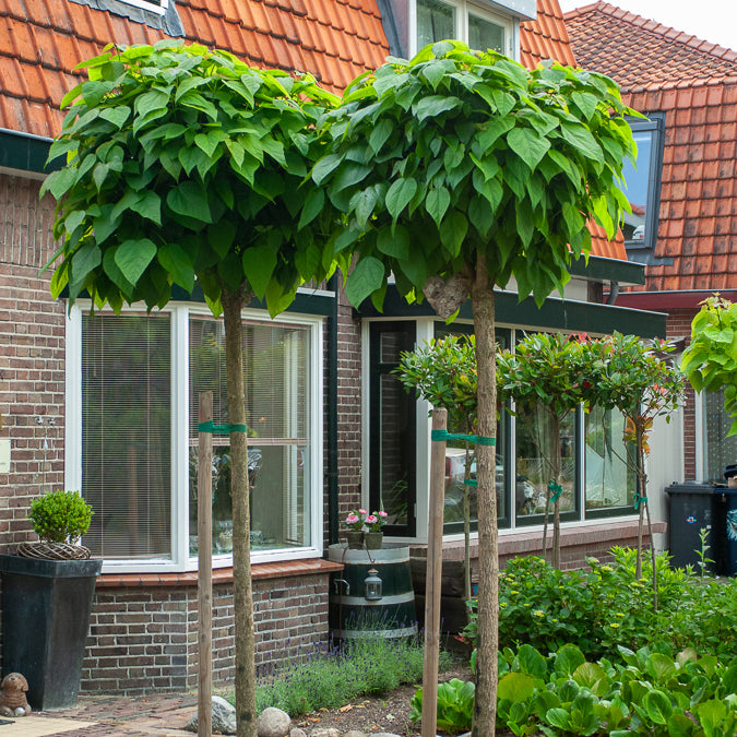 Catalpa Boule - Bakker