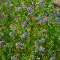 Céanothe Automnal Blue - Lilas de Californie - Ceanothus Autumnal Blue - Bakker