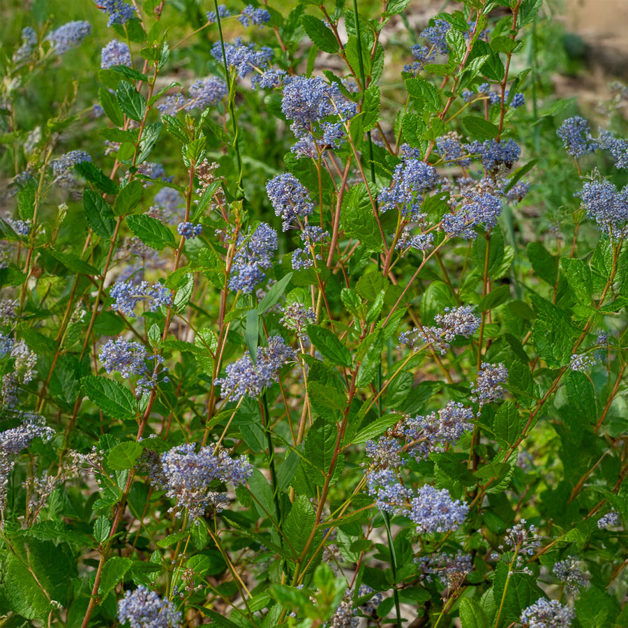 Céanothe Automnal Blue - Lilas de Californie - Ceanothus Autumnal Blue - Bakker