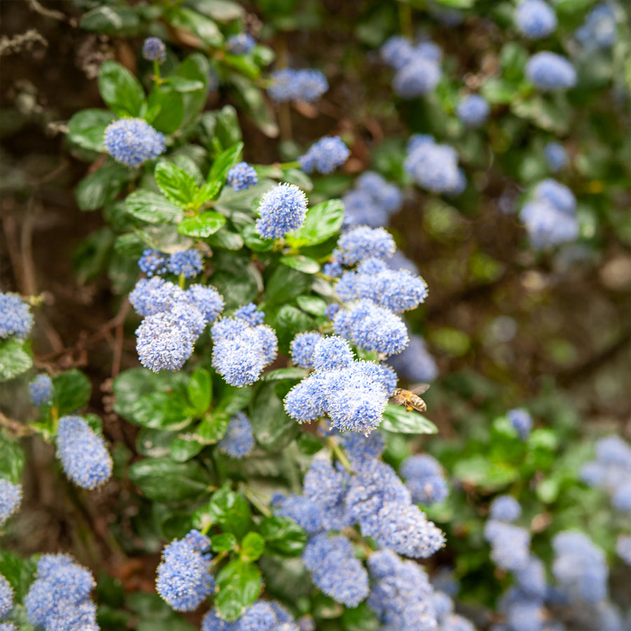 Céanothe Yankee point - Lilas de californie - Bakker