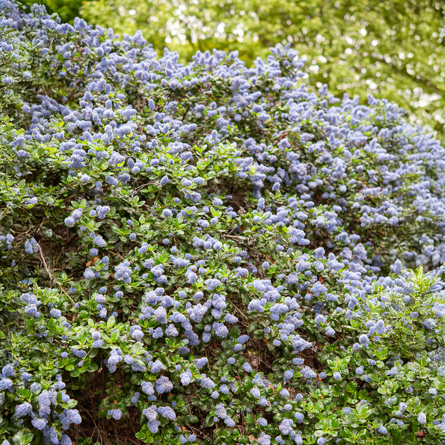 Ceanothus griseus Yankee Point - Céanothe Yankee point - Lilas de californie - Céanothe - Lilas de californie