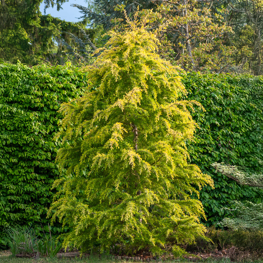 Cèdre de l'Himalaya nain doré - Cedrus deodara Golden Horizon - Bakker