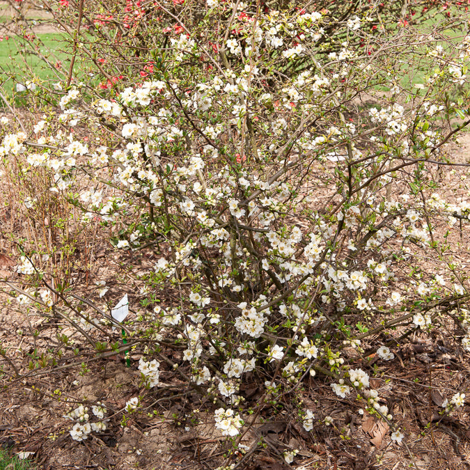 Chaenomeles - Cognassier du Japon - Cognassier du Japon Nivalis - Chaenomeles speciosa Nivalis