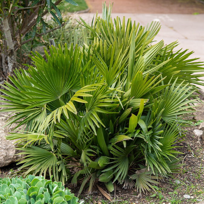 Palmiers - Palmier nain Vulcano - Chamaerops humilis Vulcano 