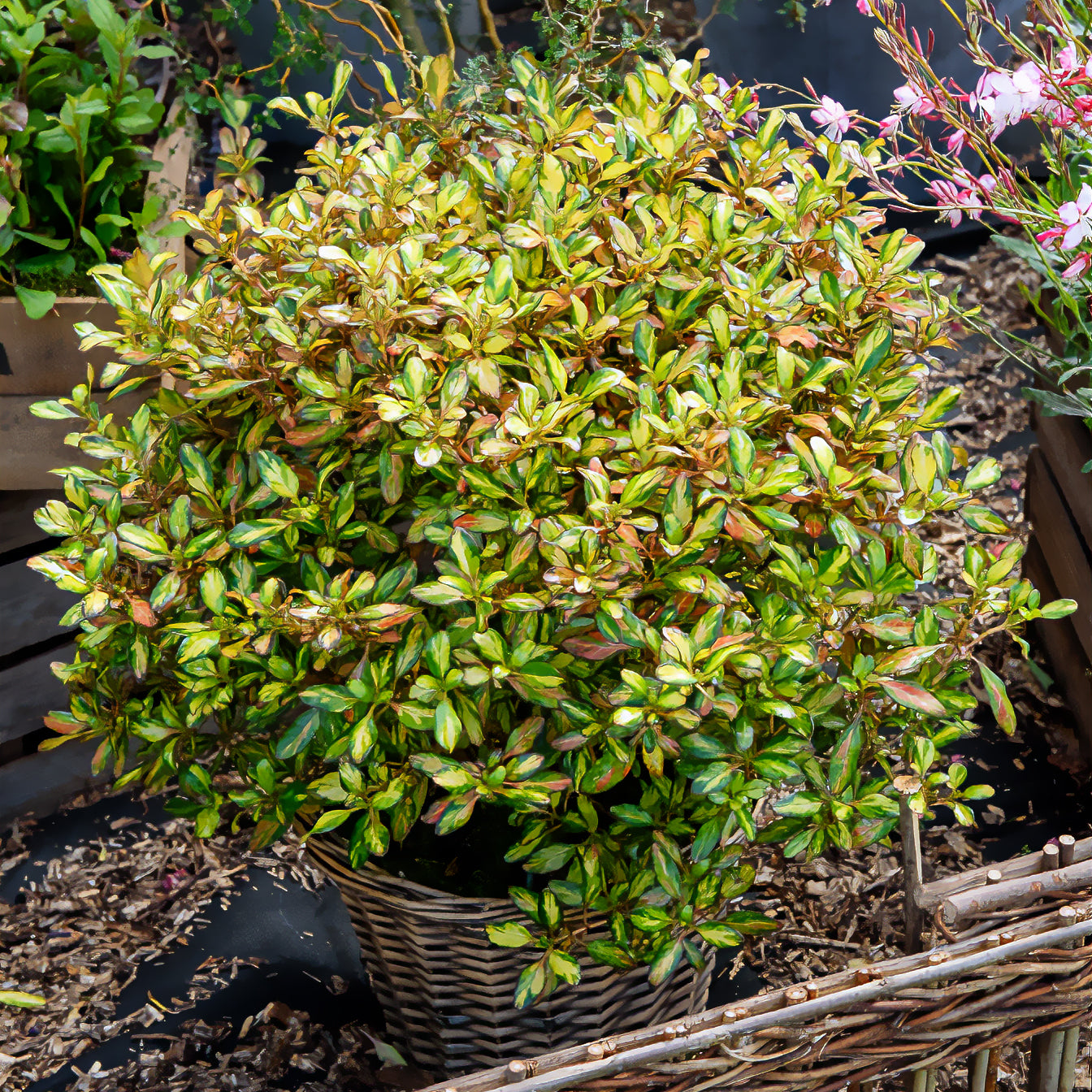 Coprosma Evening Glow - Coprosma Evening Glow - Arbustes à feuillage persistant