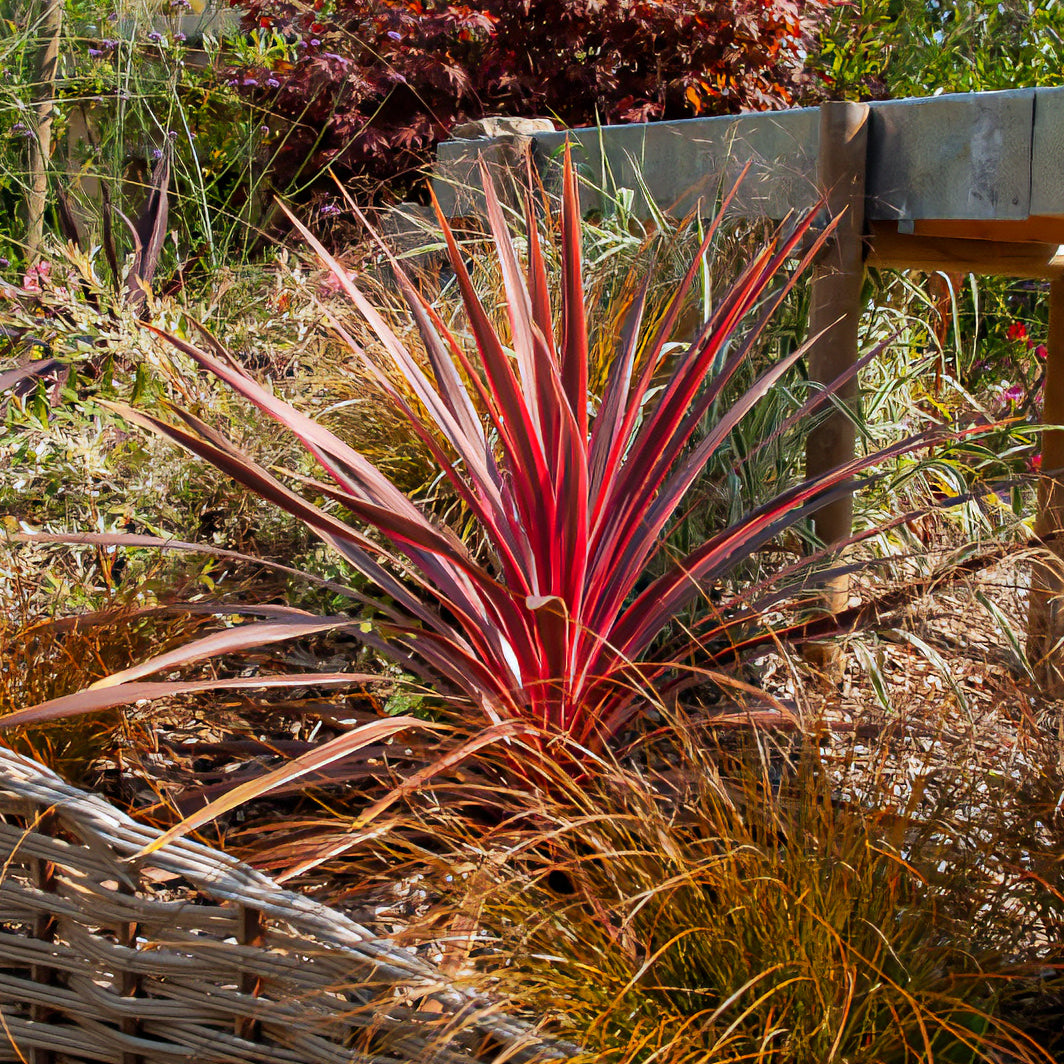 Cordyline australis Pink Passion® - Cordyline australis Pink Passion® - Plantes vivaces