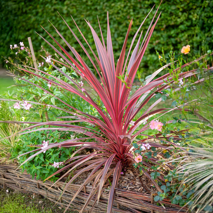 Cordyline australis Pink Passion® - Cordyline australis Pink Passion® - Bakker