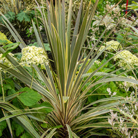 Cordyline australis Torbay Dazzler® - Cordyline australis Torbay Dazzler® - Bakker
