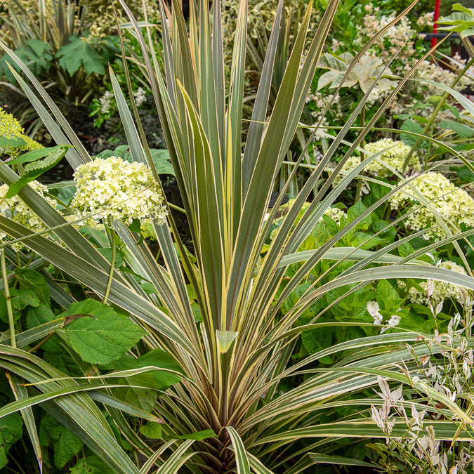 Cordyline australis Torbay Dazzler® - Cordyline australis Torbay Dazzler® - Bakker