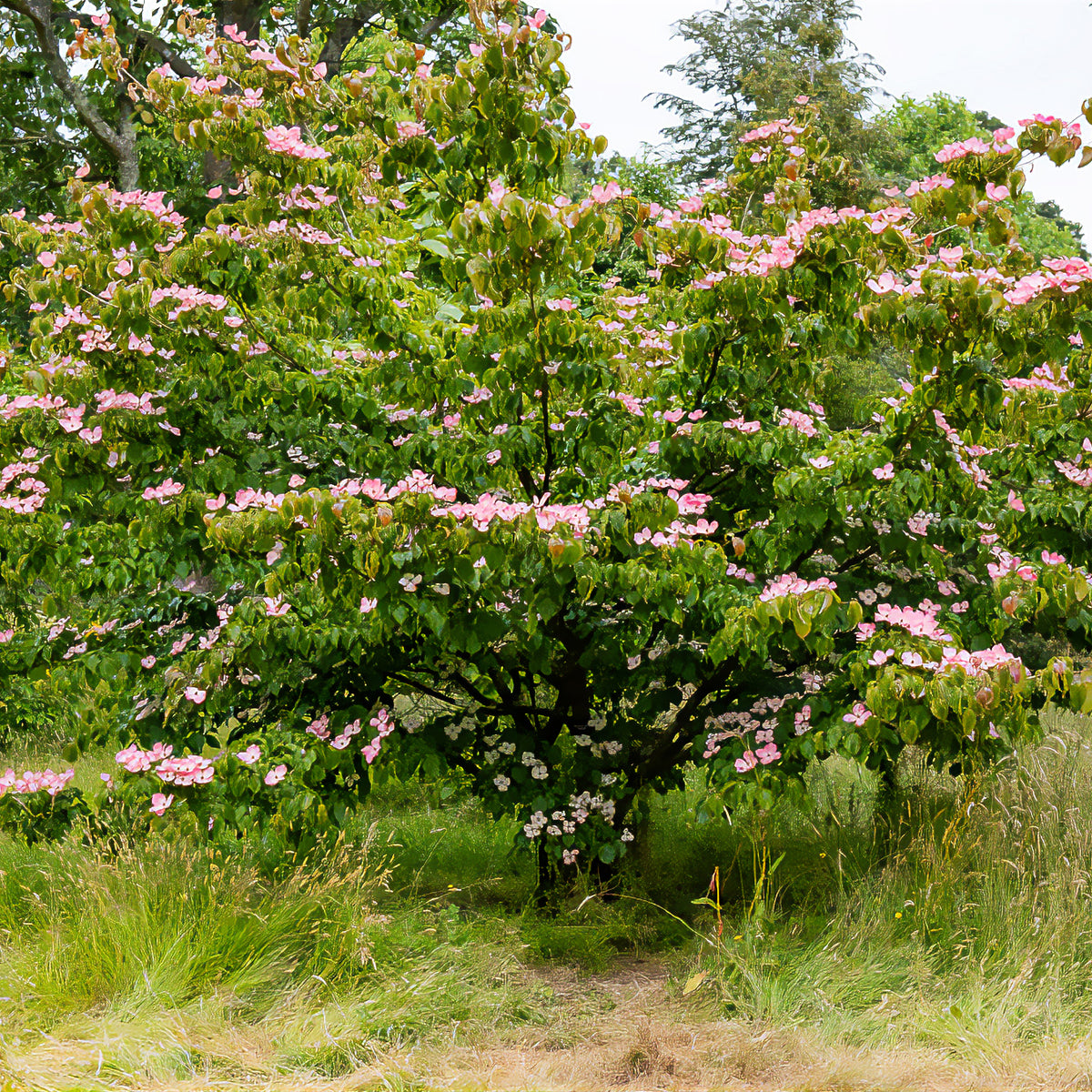 Arbres fleuris - Cornouiller du Japon Satomi - Cornus kousa Satomi