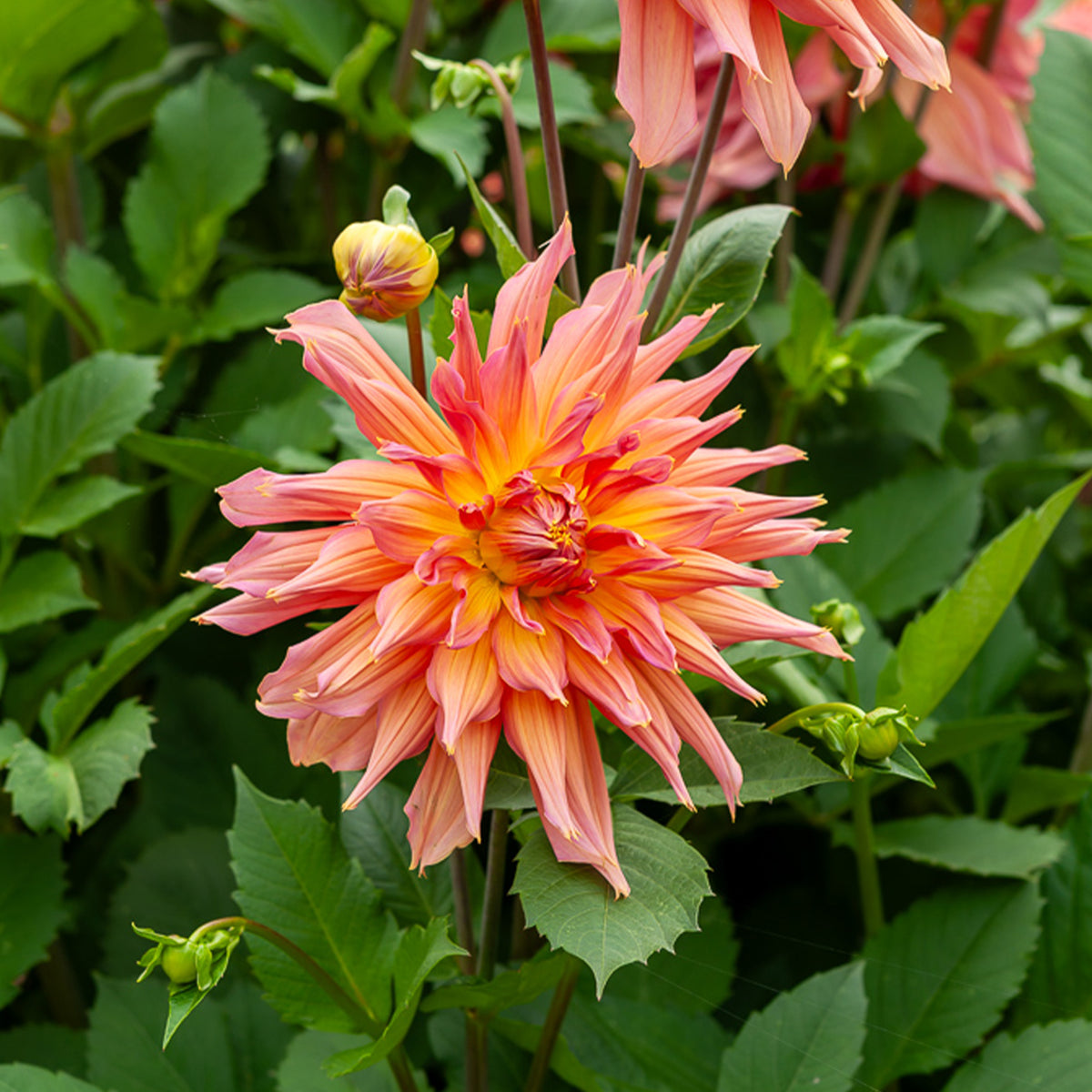 Dahlia cactus Omega - Dahlia Omega - Bakker