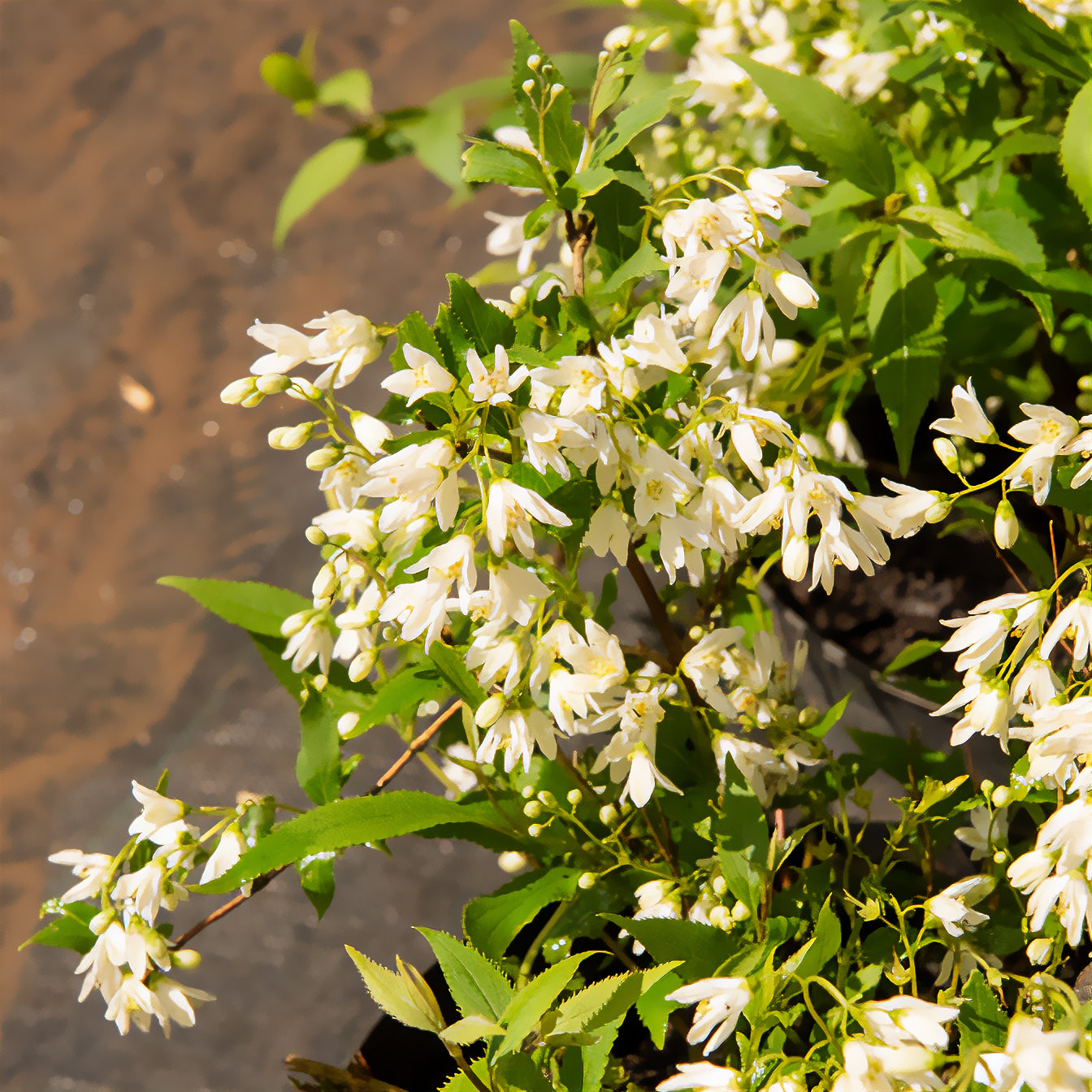 Deutzia nain Nikko - Deutzia gracilis Nikko - Bakker