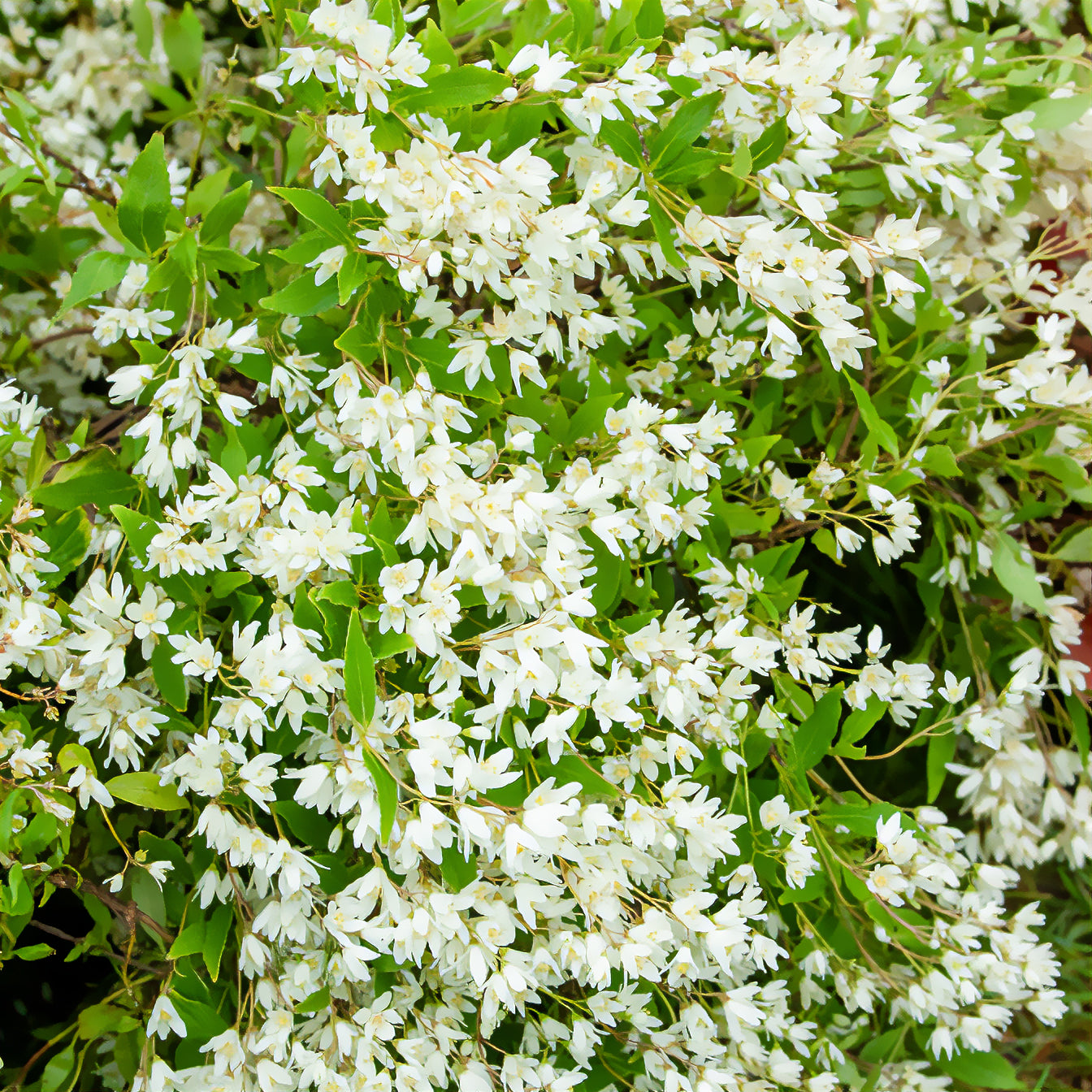 Deutzia nain Nikko - Bakker