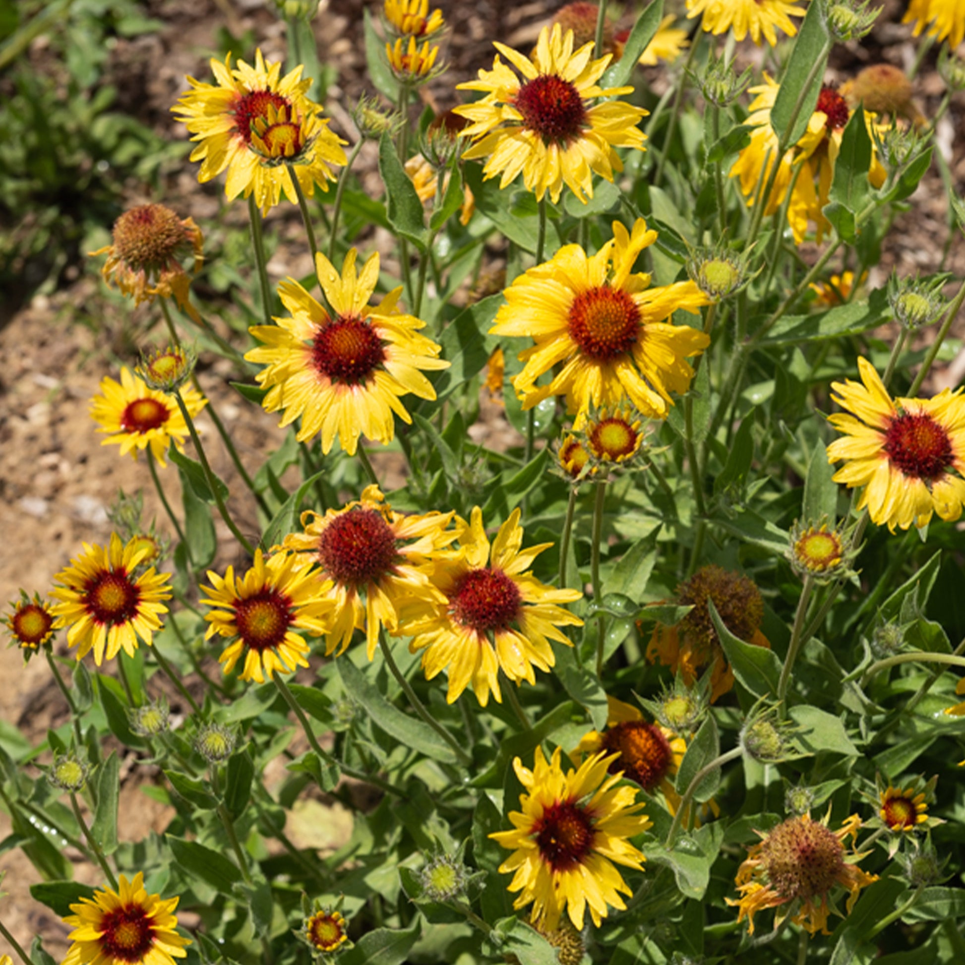 Gaillarde Amber Wheels - Gaillarde aristata Amber Wheels - Bakker