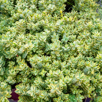 Hebe Silver Dollar - Véronique arbustive  Silver Dollar - Hebe - Véronique