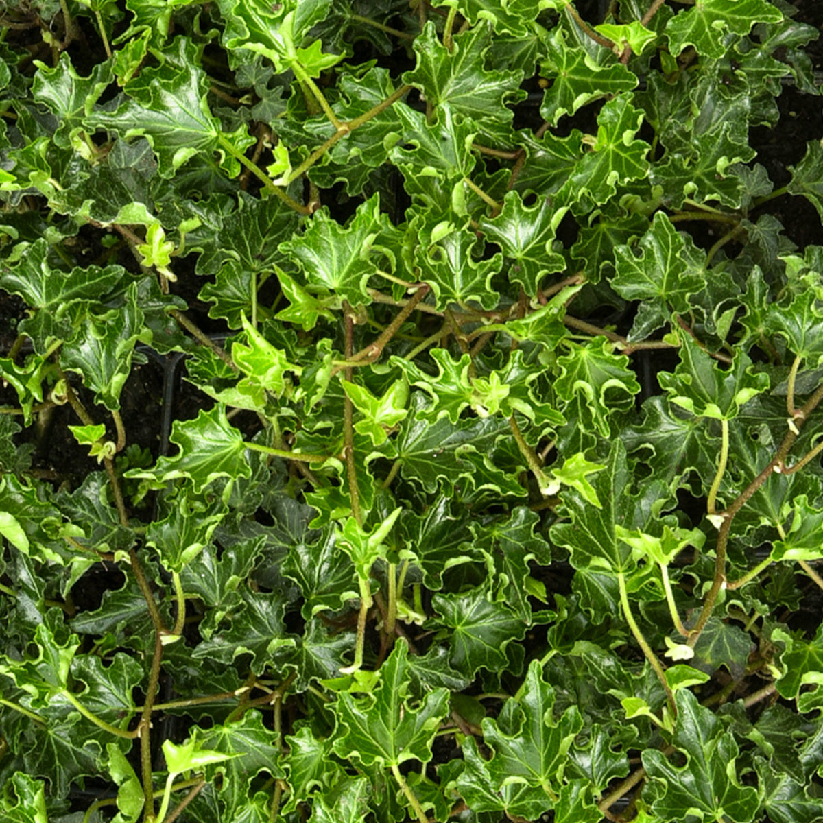 Lierre commun Ivalace - Hedera helix Ivalace - Bakker