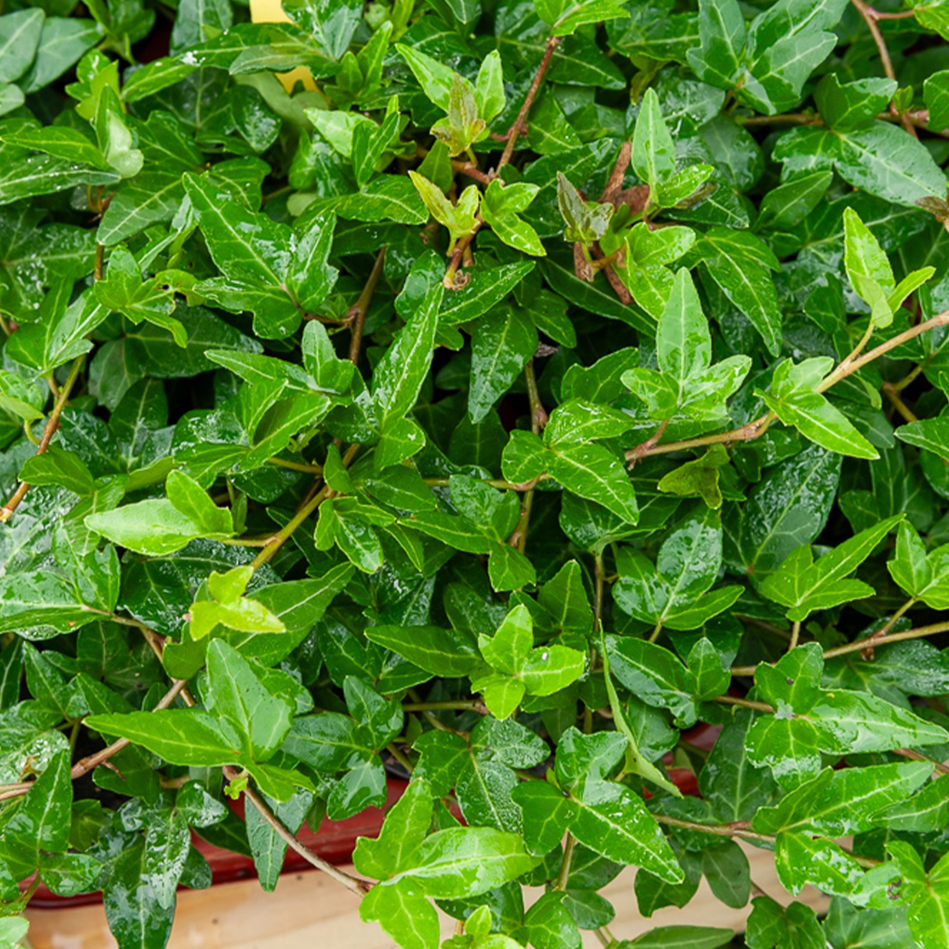 Lierre commun nain Shamrock - Hedera helix Shamrock - Bakker