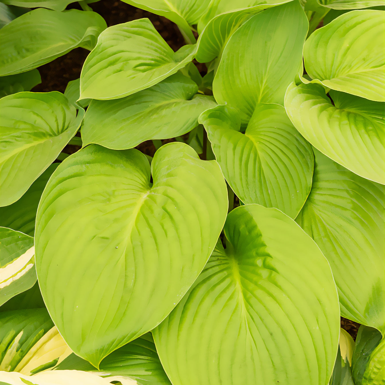 Hosta Empress Wu - Bakker