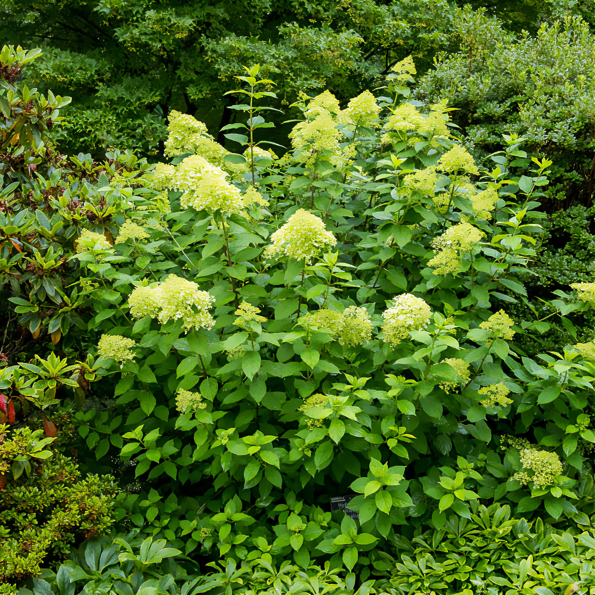 Hydrangea paniculata Limelight ® - Hortensia paniculé Limelight® - Hortensia paniculata