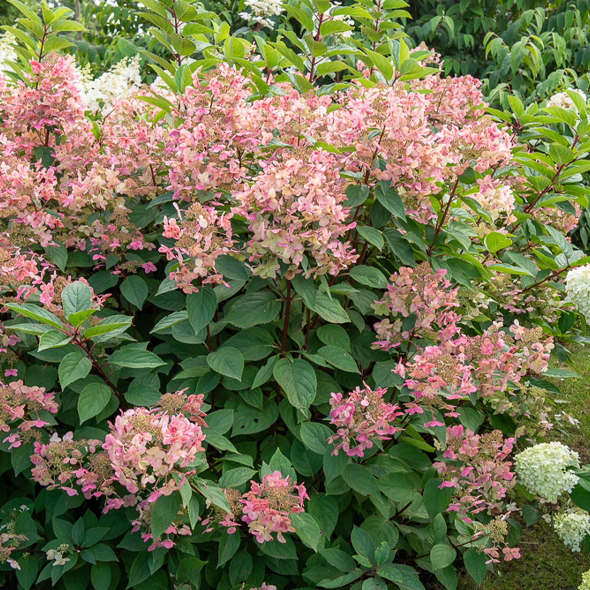Hortensia paniculé Wims Red - Hydrangea paniculata Wims red - Bakker
