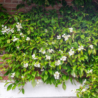 Hortensia grimpant et persistant - Bakker