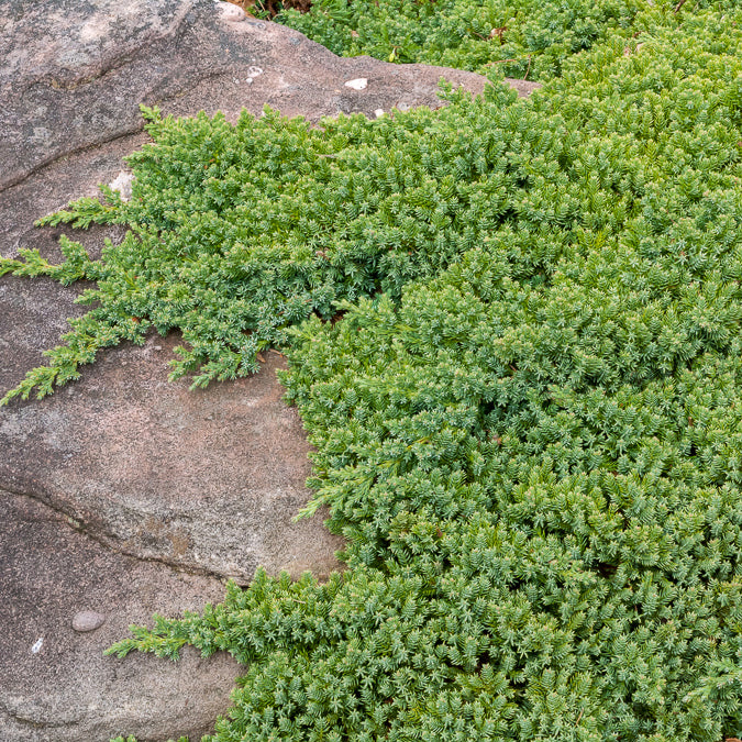 Genévrier rampant Nana - Juniperus procumbens Nana - Bakker